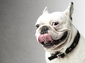 portrait of young bulldog showing the tongue against a grunge background