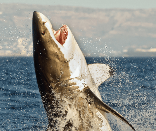 Why You Don’t Want A “Pit Bull” or “Shark” Divorce Lawyer - Netsquire
